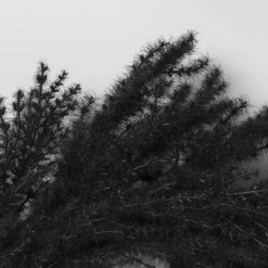 Halloween Grass Wreath Black - Threshold™ -Threshold Home Furniture Store GUEST 135f1d1a 30c8 47a4 b104 5579e433304c