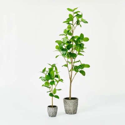 Banyan Tree Potted - Threshold™ designed with Studio McGee Banyan Tree Potted - Threshold™ Designed With Studio McGee -Threshold Home Furniture Store GUEST 15cd2526 7a74 4a08 9fe1 2d0826607ef4