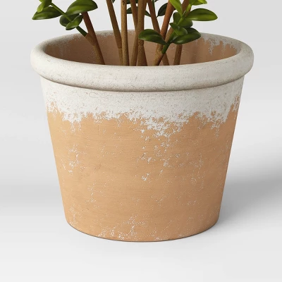 Artificial Medium Boxwood in Terracotta Pot Green - Threshold™ designed with Studio McGee Artificial Medium Boxwood In Terracotta Pot Green - Threshold™ Designed With Studio McGee -Threshold Home Furniture Store GUEST 3859bebc ef74 4067 b0a8 d2730a37750b
