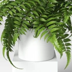 Boston Fern - Threshold™ -Threshold Home Furniture Store GUEST 3cbf8c34 f3f7 4bfa a5a1 7c1c2936c266