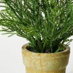 Small Potted Cyprus - Threshold™ Designed With Studio McGee 4 Small Potted Cyprus - Threshold™ Designed With Studio McGee -Threshold Home Furniture Store GUEST 54096500 37dc 4b77 a920 a283c8e88bb1