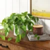 14" X 28" Artificial Pothos Plant In Pot - Threshold™ 1 14" X 28" Artificial Pothos Plant In Pot - Threshold™ -Threshold Home Furniture Store GUEST 57699ef2 589a 4b55 b694 a6da246d0821