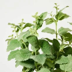 Artificial Potted Mint Leaf - Threshold™ Designed With Studio McGee 3 Artificial Potted Mint Leaf - Threshold™ Designed With Studio McGee -Threshold Home Furniture Store GUEST 588aa143 beda 4a42 a6ea 2b447ef098b7