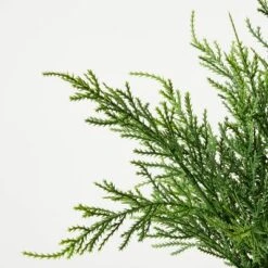 Small Potted Cyprus - Threshold™ Designed With Studio McGee 3 Small Potted Cyprus - Threshold™ Designed With Studio McGee -Threshold Home Furniture Store GUEST c2eb0cd7 266c 4be1 8d5b cf3aa19eb496