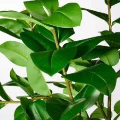 Ficus Tree - Threshold™ Designed With Studio McGee 3 Ficus Tree - Threshold™ Designed With Studio McGee -Threshold Home Furniture Store GUEST fa4f56b9 95d8 493c 9134 19867f2bf964